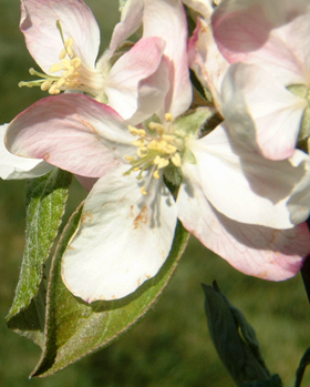 apple blossoms